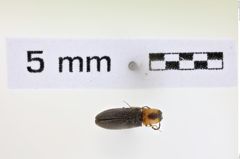 Foto (Dorsalansicht) von Tetralimonius maculicollis (NHMW-ZOO-COL-0008618)